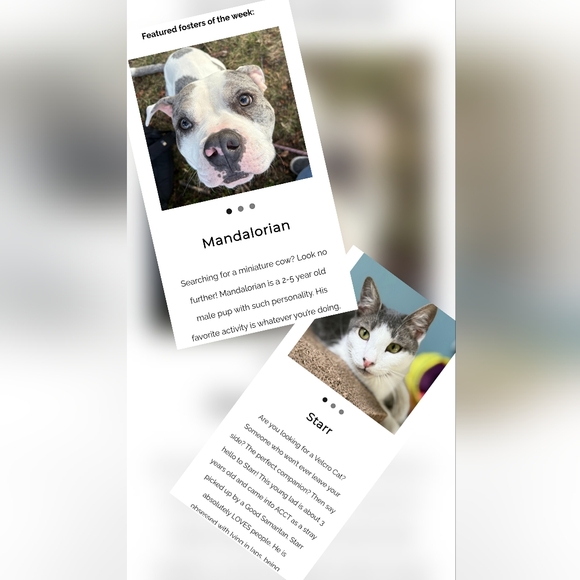 Augie & Bridget's March Mission Fundraiser Flyer - Picture 4 of 11